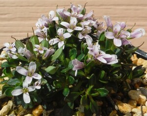 【種子を出品】◆　スラスピ スティローサム Thlaspi stylosum 10粒/矮性/高山植物/芳香