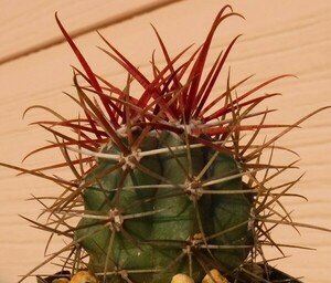 【種子を出品】◆　フェロカクタス 神仙玉 Ferocactus gracilis ssp. coloratus 10粒/サボテン/舌状赤刺