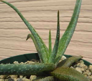 【種子を出品】◆　アロエ プセウドパルブラ Aloe pseudoparvula 5粒/マダガスカル産レア種