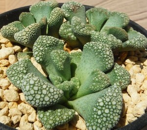 【種子を出品】◆　チタノプシス 天女 アクアピンクフォーム Titanopsis calcarea 10粒/メセン