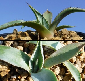 【種子を出品】◆　アガベ イスラ・ベントゥーラ B.C. Agave sp. isla ventura B.C. 5粒/詳細不明/青白肌のレア種