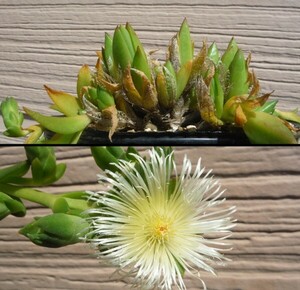 【種子を出品】◆　スケレティウム リギダム Sceletium rigidum 15粒/秋型メセン/塊根種