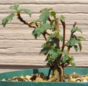 【種子を出品】◆　イチジク未同定種 (イラン産) Ficus afghanistanica? 20粒/果樹/盆栽/厳選優良種/夏型