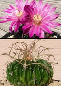 【種子を出品】◆　ステノカクタス 未同定種 L 1377 Stenocactus sp./Echinofossulocactus sp. 10粒/稜サボテン/湾曲刺