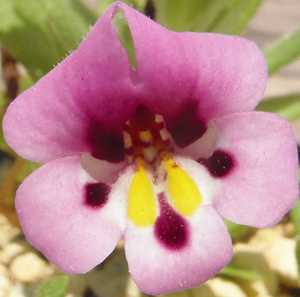 【種子を出品】◆　トリカラー・モンキーフラワー(シャスタ産) Mimulus tricolor 20粒/矮性/原種