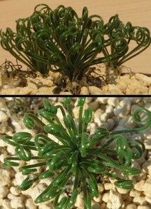 【種子を出品】◆　アルブカ ウィスコーサ (Minwater産) Albuca viscosa 10粒/球根植物/冬型/小型種