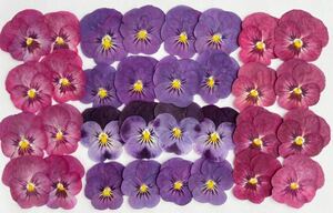  pressed flower material * viola 
