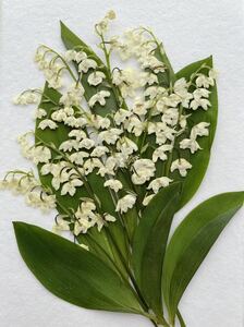  pressed flower material * lily of the valley 
