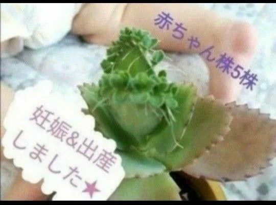 【妊活中の方へ】子宝草　多肉植物　妊活　妊娠　出産　縁起物　ジンクス　赤ちゃん　授かり　子宝　かわいい