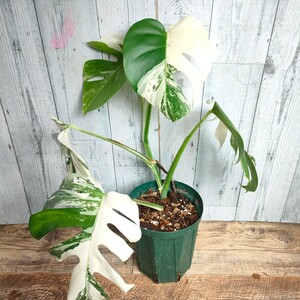 [ finest quality . go in ] monstera borusi gear na. go in white Tiger half moon . on .. entering 6 number decorative plant 