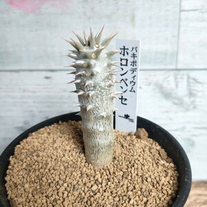 【特選】 パキポディウム ホロンベンセ 　　9cm鉢 塊根植物　pachypodium horombense コーデックス　カクタス長田