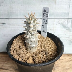 【特選】 パキポディウム ホロンベンセ　9cm鉢 塊根植物　pachypodium コーデックス　カクタス長田