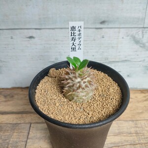 【特選】 パキポディウム 恵比寿大黒 　9cm鉢 塊根植物　pachypodium コーデックス　カクタス長田