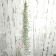 【50cm】 チランジア　ウスネオイデス　スパニッシュモス　tillandsia usneoides cyrkt エアプランツ　観葉植物_画像1