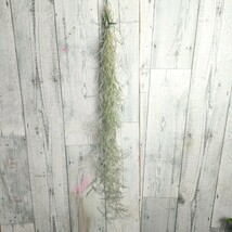 【50cm】 チランジア　ウスネオイデス　スパニッシュモス　tillandsia usneoides cyrkt エアプランツ　観葉植物_画像2