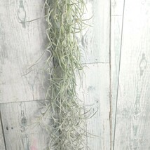 【50cm】 チランジア　ウスネオイデス　スパニッシュモス　tillandsia usneoides cyrkt エアプランツ　観葉植物_画像4