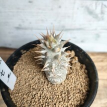 【特選】 パキポディウム ホロンベンセ　9cm鉢 塊根植物　pachypodium コーデックス　カクタス長田_画像4