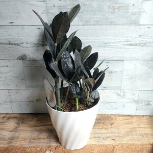 [ extra-large * rare ] The mi ok LUKA s Ray vun rare rare reality goods decorative plant 5 number 2