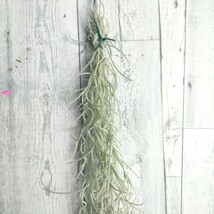 【50cm】 チランジア　ウスネオイデス　スパニッシュモス　tillandsia usneoides cyrkt エアプランツ　観葉植物_画像3