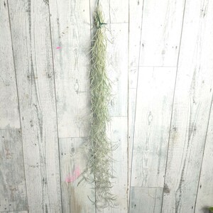 【50cm】 チランジア　ウスネオイデス　スパニッシュモス　tillandsia usneoides cyrkt エアプランツ　観葉植物