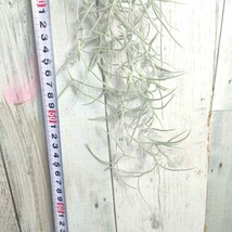 【50cm】 チランジア　ウスネオイデス　スパニッシュモス　tillandsia usneoides cyrkt エアプランツ　観葉植物_画像5
