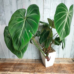 フィロデンドロン グロリオーサム 4号 ボリュームあります　philodendron gloriosum