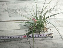 【1円スタート】 tillandsia stricta チランジア・ストリクタ 5株セット 　エアプランツ　■　第4種郵便送料安_画像6