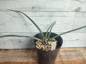  yucca to Lee 4 number yucca torreyi Driger ten enduring cold .spanishu real raw stock 