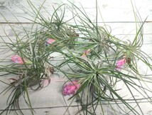 【1円スタート】 tillandsia stricta チランジア・ストリクタ 5株セット 　エアプランツ　■　第4種郵便送料安_画像2