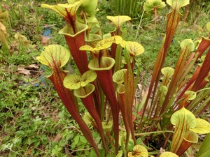 食虫植物　サラセニア フラバ var. rubricorpora MK F111 株分け苗　1鉢 ①