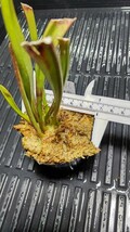 食虫植物　サラセニア フラバ var. ornata MKF46の実生個体①の株分け苗　1鉢_画像2