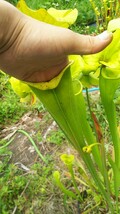 食虫植物　サラセニア フラバ var. rugelii MK　F140B 株分け苗　1鉢_画像5