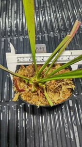 食虫植物　サラセニア アラタ var. ornata MK A49 株分け苗　1鉢