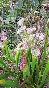 食虫植物　サラセニア ハイブリッド　艶姿　（アデスガタ）株分け苗　1鉢