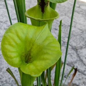 食虫植物 サラセニア フラバvar. rugelii MK F14A 株分け苗 1鉢の画像3