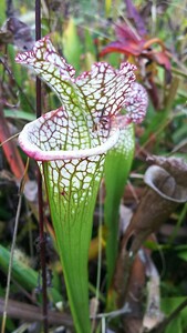 食虫植物　サラセニア ハイブリッド　三原　（ミハラ）株分け苗　1鉢