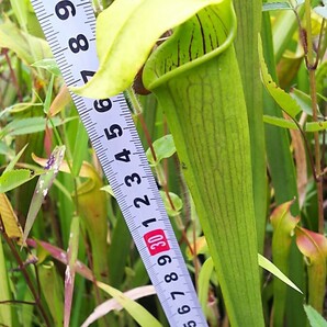 食虫植物 サラセニア アラタ var. alata MK A61B 株分け苗 1鉢の画像3