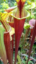 食虫植物　サラセニア フラバ var. rubricorpora MK F111 株分け苗　1鉢 ⑦_画像8