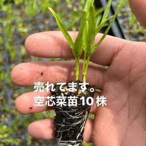 残りわずか　空芯菜苗10株