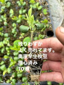 残りわずか　奥原早生枝豆大苗になりかけ　10株