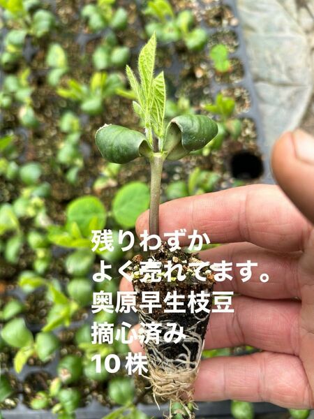 残りわずか　奥原早生　極早生枝豆苗　10株