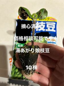 湯あがり娘枝豆苗 10株　摘心済み