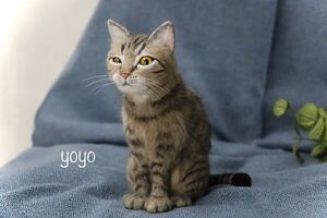 yoyo шерстяной войлок ручная работа кошка кошка kiji тигр 