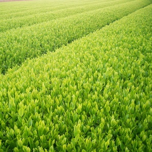 送料無料 静岡県産 １００ｇ×６袋 深むし茶 カテキン 緑茶 美味しい深蒸しのお茶です！ Green teaの画像2