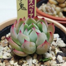 ミックスベリア　人気種6苗セット②　多肉植物　おらいさん苗_画像5