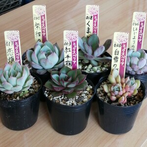  Mix be rear popular kind 6 seedling set succulent plant ... san seedling 