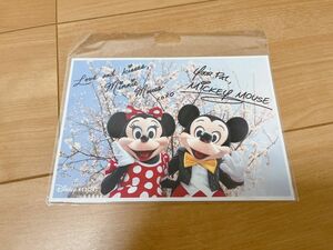 ディズニー　ポストカード　写真　公式　ミッキー　ミニー