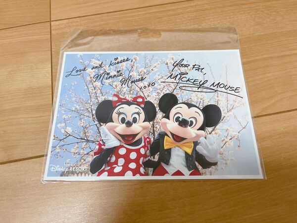 ディズニー ポストカード 写真 公式 ミッキー ミニー