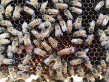 西洋ミツバチ（越冬明け3枚群の出品）輸送専用段ボール箱入、種蜂、花粉交配_画像1