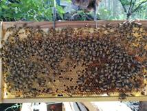 西洋ミツバチ（越冬明け3枚群の出品）輸送専用段ボール箱入、種蜂、花粉交配　R5.07女王_画像2
